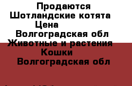 Продаются Шотландские котята › Цена ­ 1 500 - Волгоградская обл. Животные и растения » Кошки   . Волгоградская обл.